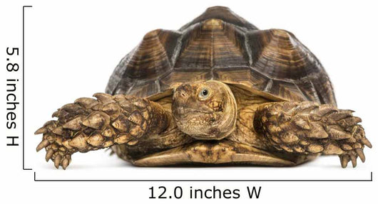 Front View of an African Spurred Tortoise, Geochelone Sulcata 