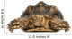 Front View of an African Spurred Tortoise, Geochelone Sulcata 