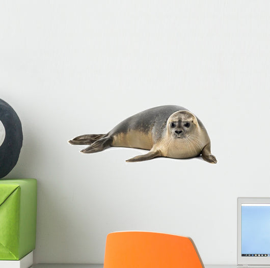 Common Seal Wall Decal