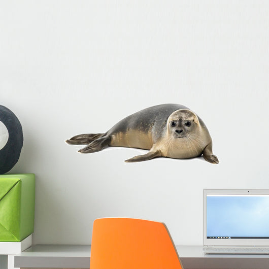 Common Seal Wall Decal