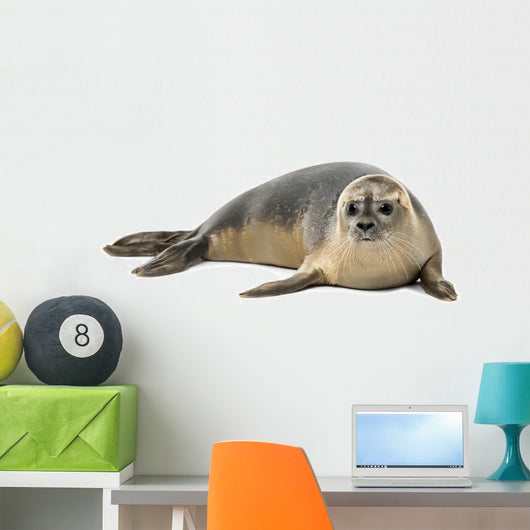 Common Seal Wall Decal