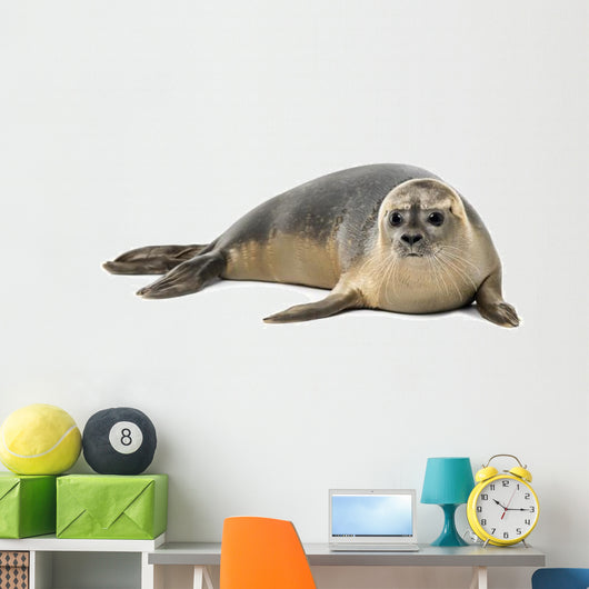 Common Seal Wall Decal