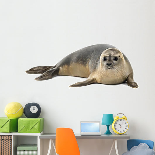 Common Seal Wall Decal
