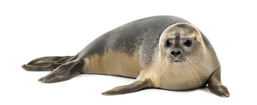 Common Seal Wall Decal