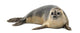Common Seal Wall Decal