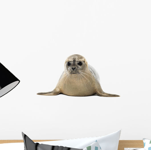 Common seal lying, facing, Phoca vitulina, 8 months old 