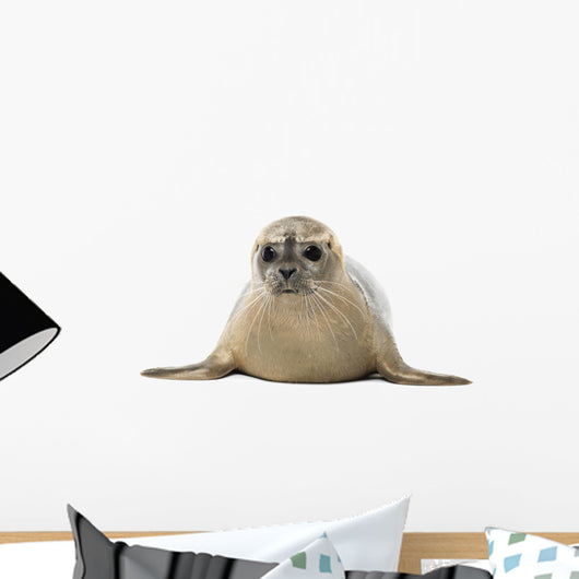 Common seal lying, facing, Phoca vitulina, 8 months old 