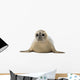 Common seal lying, facing, Phoca vitulina, 8 months old 