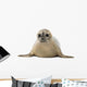Common seal lying, facing, Phoca vitulina, 8 months old 
