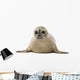 Common seal lying, facing, Phoca vitulina, 8 months old 
