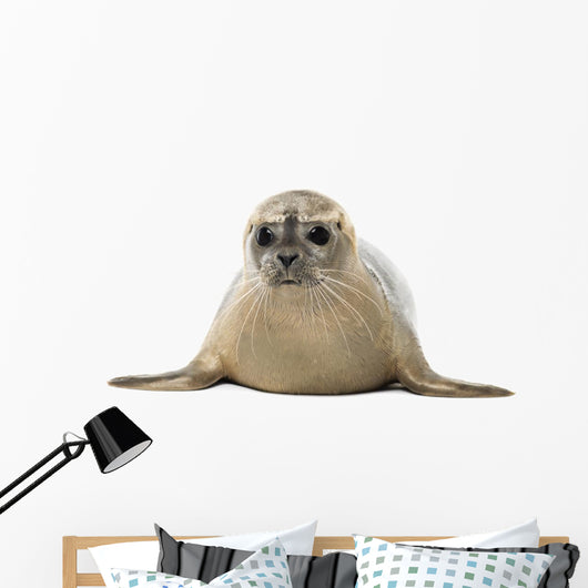 Common seal lying, facing, Phoca vitulina, 8 months old 
