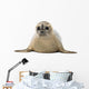 Common seal lying, facing, Phoca vitulina, 8 months old 