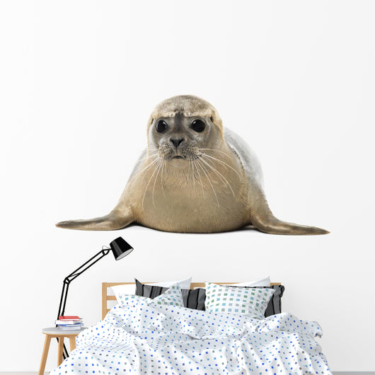 Common seal lying, facing, Phoca vitulina, 8 months old 