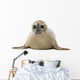 Common seal lying, facing, Phoca vitulina, 8 months old 