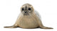 Common seal lying, facing, Phoca vitulina, 8 months old 