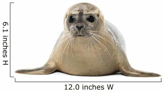 Common seal lying, facing, Phoca vitulina, 8 months old 