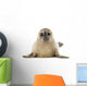 Common Baby Seal Pup Wall Decal