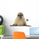 Common Baby Seal Pup Wall Decal