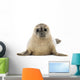 Common Baby Seal Pup Wall Decal