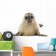 Common Baby Seal Pup Wall Decal