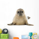Common Baby Seal Pup Wall Decal