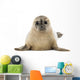 Common Baby Seal Pup Wall Decal