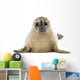 Common Baby Seal Pup Wall Decal