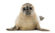 Common Baby Seal Pup Wall Decal