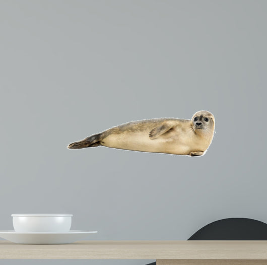 Side view of a Common seal lying on the side, Phoca vitulina 