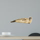 Side view of a Common seal lying on the side, Phoca vitulina 
