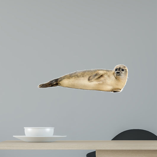 Side view of a Common seal lying on the side, Phoca vitulina 