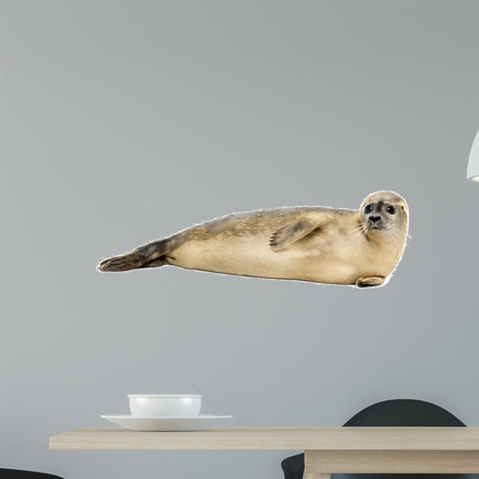 Side view of a Common seal lying on the side, Phoca vitulina 
