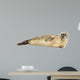 Side view of a Common seal lying on the side, Phoca vitulina 