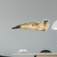 Side view of a Common seal lying on the side, Phoca vitulina 