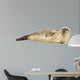 Side view of a Common seal lying on the side, Phoca vitulina 