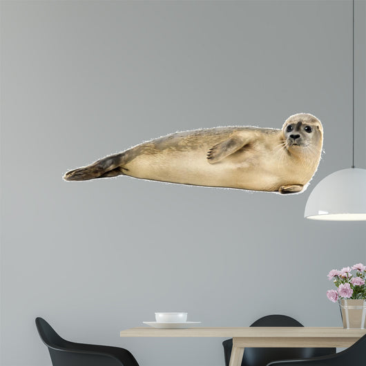 Side view of a Common seal lying on the side, Phoca vitulina 