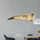 Side view of a Common seal lying on the side, Phoca vitulina 