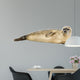 Side view of a Common seal lying on the side, Phoca vitulina 