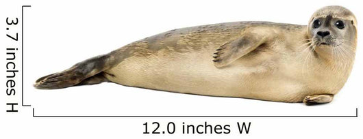 Side view of a Common seal lying on the side, Phoca vitulina 