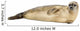 Side view of a Common seal lying on the side, Phoca vitulina 