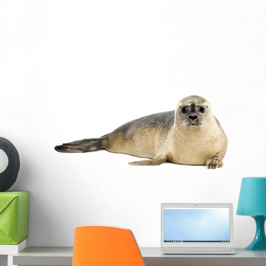 Common seal lying, looking at the camera, Phoca vitulina 