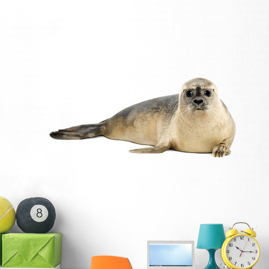 Common seal lying, looking at the camera, Phoca vitulina 