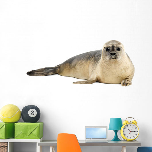 Common seal lying, looking at the camera, Phoca vitulina 