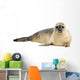 Common seal lying, looking at the camera, Phoca vitulina 