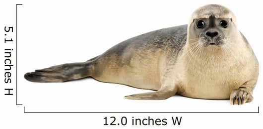 Common seal lying, looking at the camera, Phoca vitulina 
