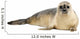 Common seal lying, looking at the camera, Phoca vitulina 