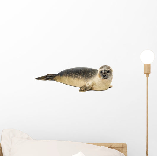 Common seal lying, Phoca vitulina, 8 months old, isolated 