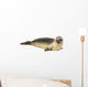 Common seal lying, Phoca vitulina, 8 months old, isolated 