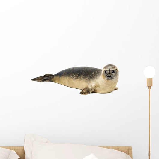 Common seal lying, Phoca vitulina, 8 months old, isolated 