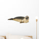 Common seal lying, Phoca vitulina, 8 months old, isolated 